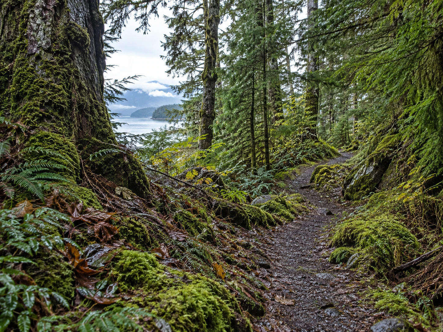 AI-generated concept of a mossy Alaska forest path